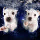 Illustration for article titled There's NOTHING cuter than these puppies swimming underwater